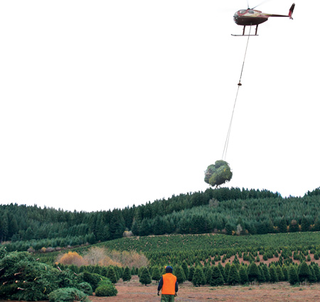 Helicopter Harvesting Trees