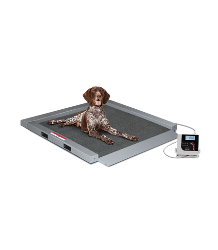 Key Features of Animal Scales