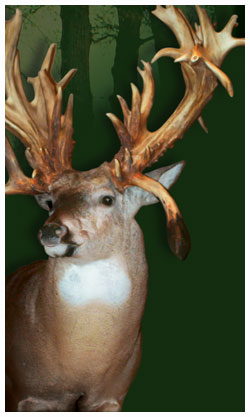 Bucks1
