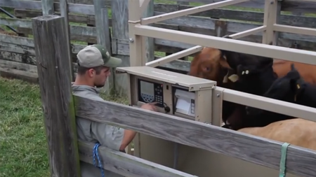 Livestock Scales Sales Video