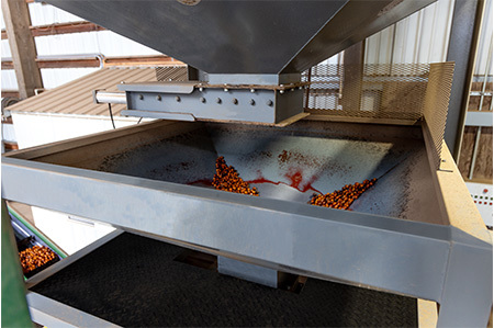 Drying a Mountain of Hazelnuts