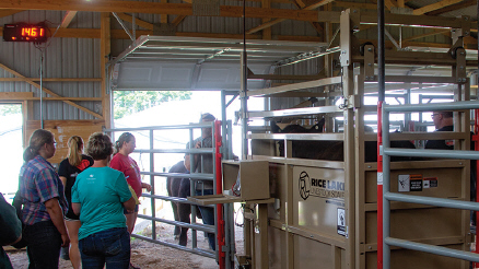 Sas Single Animal Livestock Scale And Laserlight Remote Display