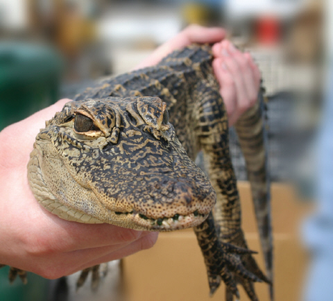 Alligator