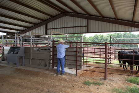 What Is Livestock Shrinkage and Why Is It Important?