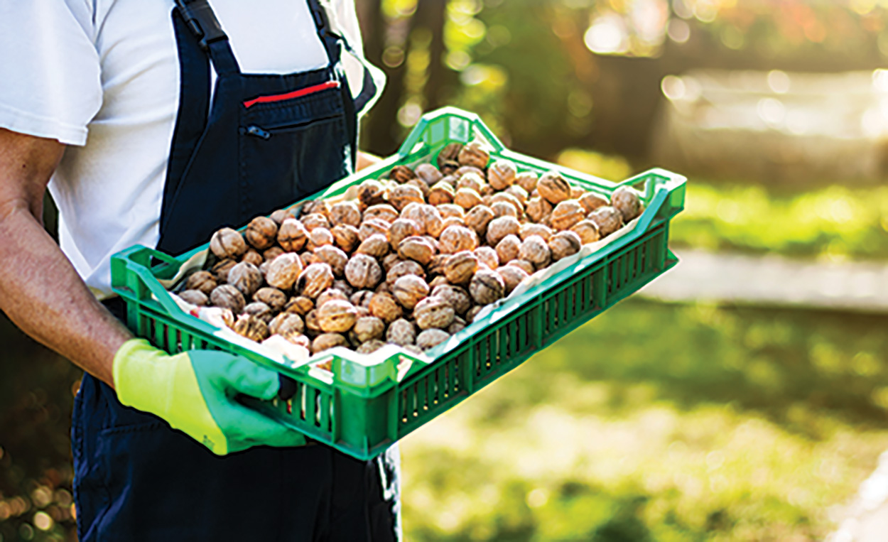 Nut Harvest