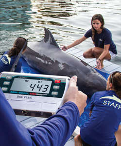 Weighing Dolphin