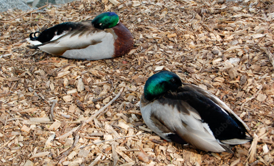 Ducks
