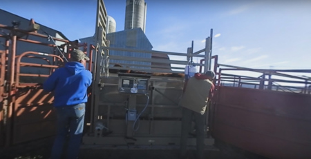 Rice Lake SAS Series Livestock Scale Application: 360° VR Video