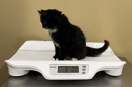 Maintaining Veterinary Scales