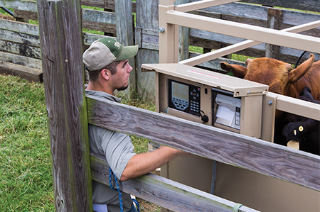 Weighing Livestock for Healthy Profits