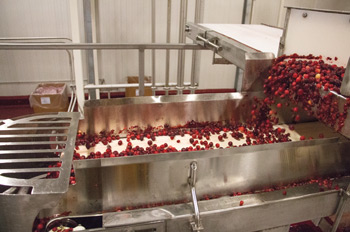 Cranberry Belt Scale
