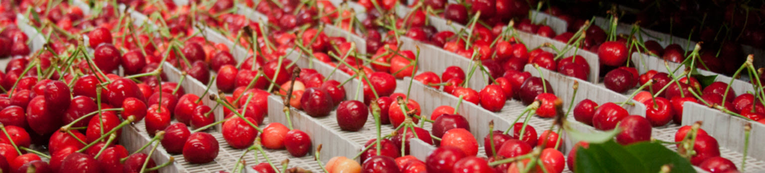 Cherries