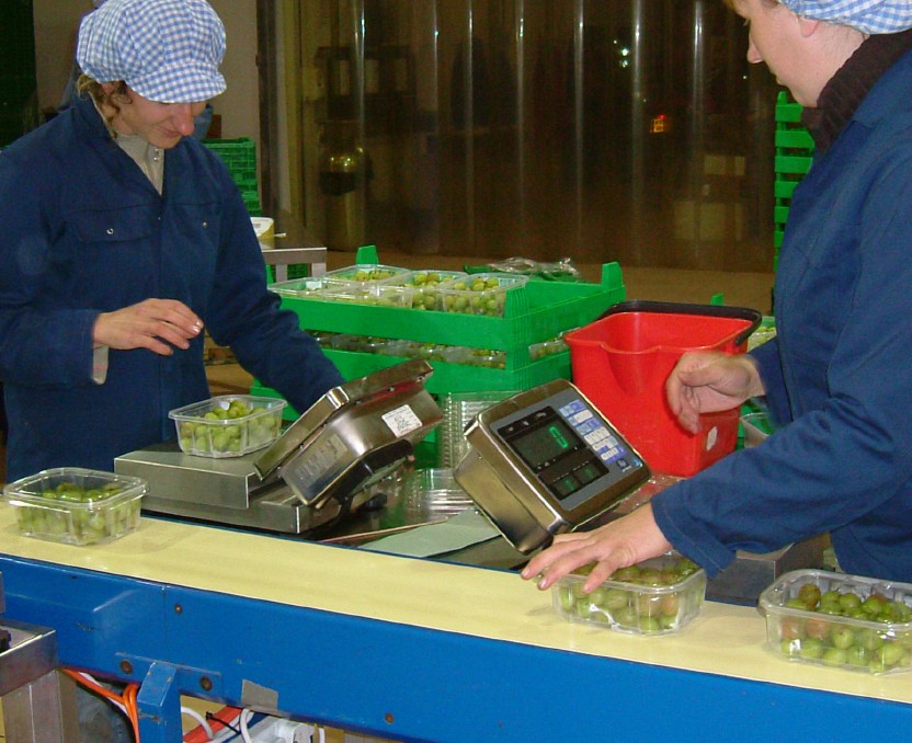 Cs Mci Chicorycrop