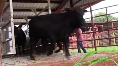 MAS-LC Livestock Scale in Action