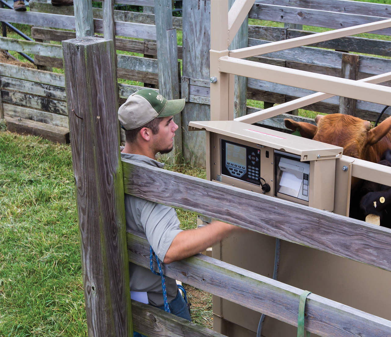 Livestock Application Guy Indicator