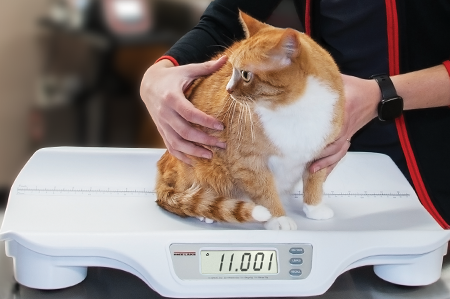 How Often Should You Calibrate an Animal Scale?