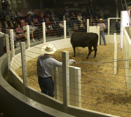 SURVIVOR® LV Livestock Ring Scale