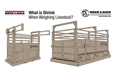 What is "Shrink" When Weighing Livestock?