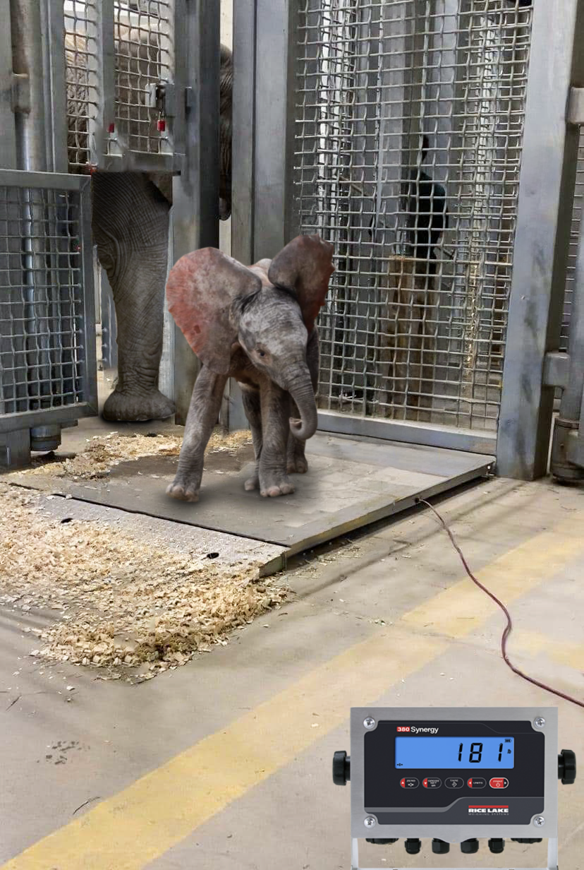 Elephant Hero