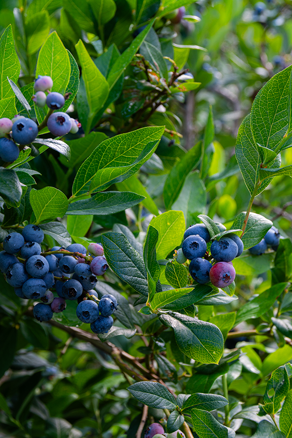 Berries